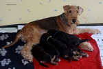 airedaleterrier33