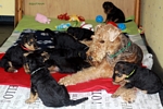 airedaleterrier34.jpg