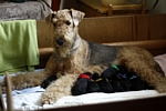 airedaleterrier4.jpg