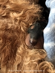 airedaleterrier54.jpg