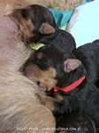 airedaleterrier58.jpg