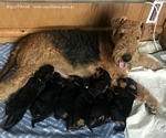 airedaleterrier64.jpg