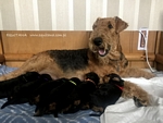 airedaleterrier65.jpg