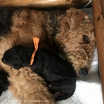 airedaleterrier69.jpg