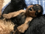 airedaleterrier72.jpg