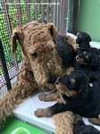 airedaleterrier79.jpg