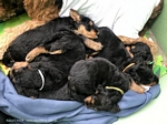 airedaleterrier83.jpg