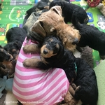 airedaleterrier93.jpg